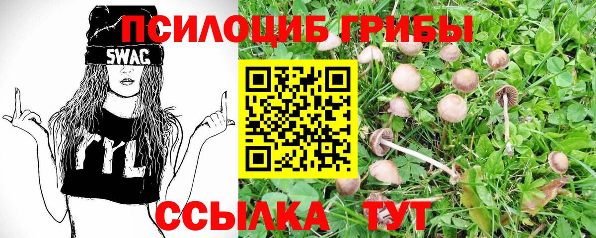 Волжск  где купить наркотик  Вход с VPN  Псилоцибиновые грибы Psilocybe 